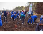Pentru al doilea an consecutiv, Daikin Romania a plantat mii de copaci pentru un viitor cu aer mai curat