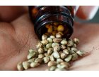 5 lucruri pe care nu le stiai despre semintele de cannabis