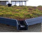 Acoperiș verde extensiv Odu Green Roof