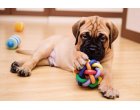 Cabinet Veterinar Valu ne indica 6 produse pe care nu ar trebui sa le cumparati niciodata cainilor