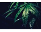 Lista beneficiilor pe care le au produsele pe baza de ulei CBD