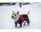 Sfaturi pentru a avea grija de cainele tau in sezonul rece