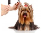 Ce trebuie sa stii despre serviciile unei frizerii canine?