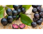 Tips&tricks: care sunt avantajele de care ai parte cand consumi suc de aronia?
