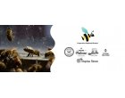 BeeLog, o soluție digitală pentru automatizarea și eficientizarea gestionării stupinelor