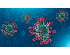Cum treci mai repede peste pandemia de Coronavirus?