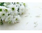 Servicii funerare profesionale pentru familiile indoliate