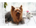 Câinii norocoși fac o vizită la salonul Chic Dog