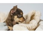 7 curiozitati despre cainii din rasa Chihuahua