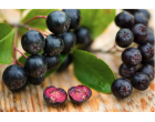 De ce este aronia considerata un remediu universal?