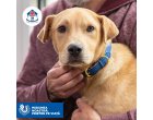 Hill’s Pet Nutrition continuă campania de donații #MisiuneaNoastraPrietenPeViata pentru susținerea adăposturilor de animale din România