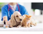 Vet Diagnostic a redus considerabil timpii de lucru si a crescut profitabilitatea cu solutiile Senior Software